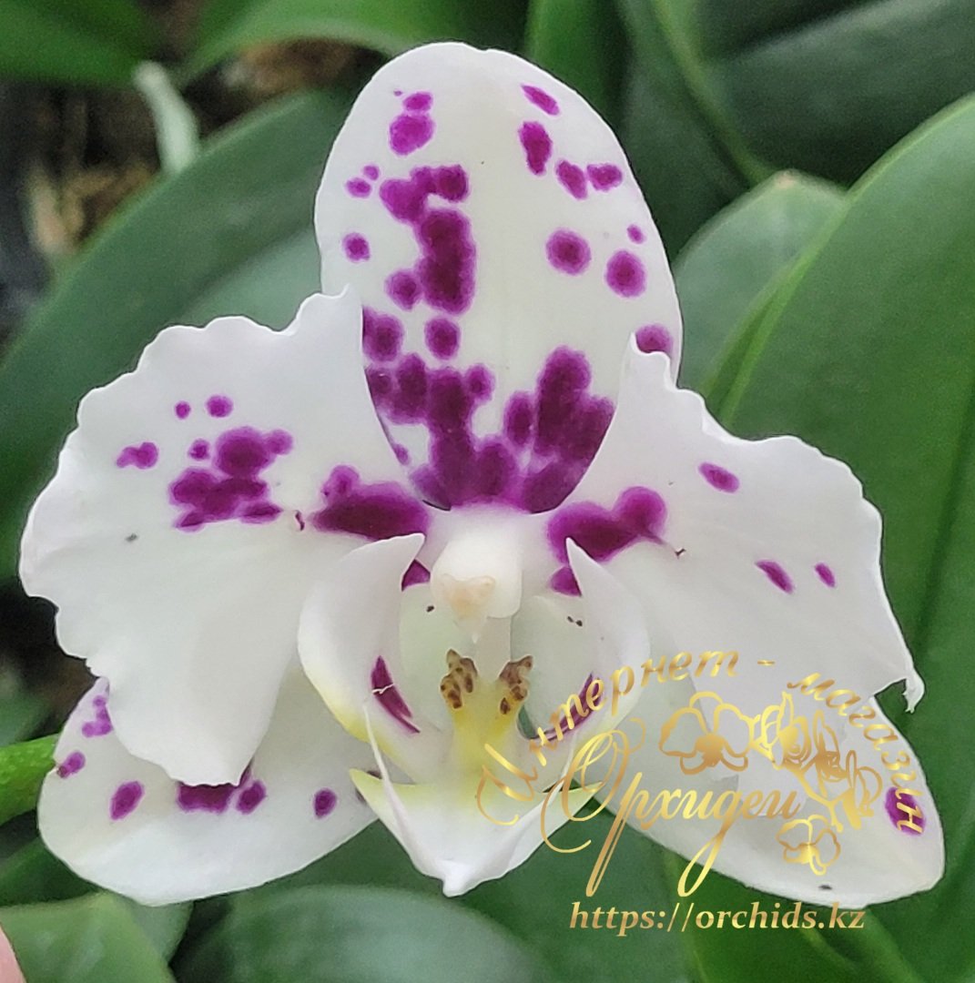 Phal. Marrakesh peloric 1 Phal. Marrakesh peloric