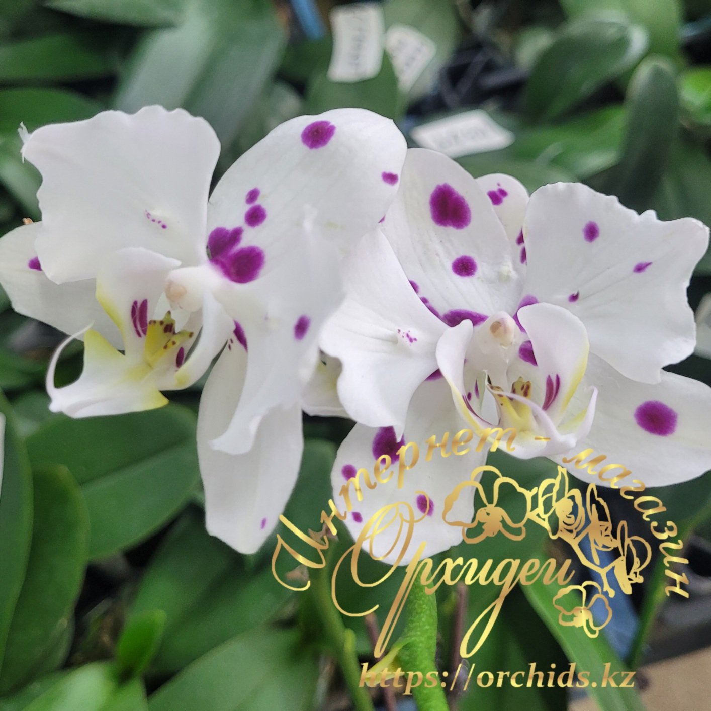 Phal. Marrakesh peloric 3 Phal. Marrakesh peloric — изображение 3