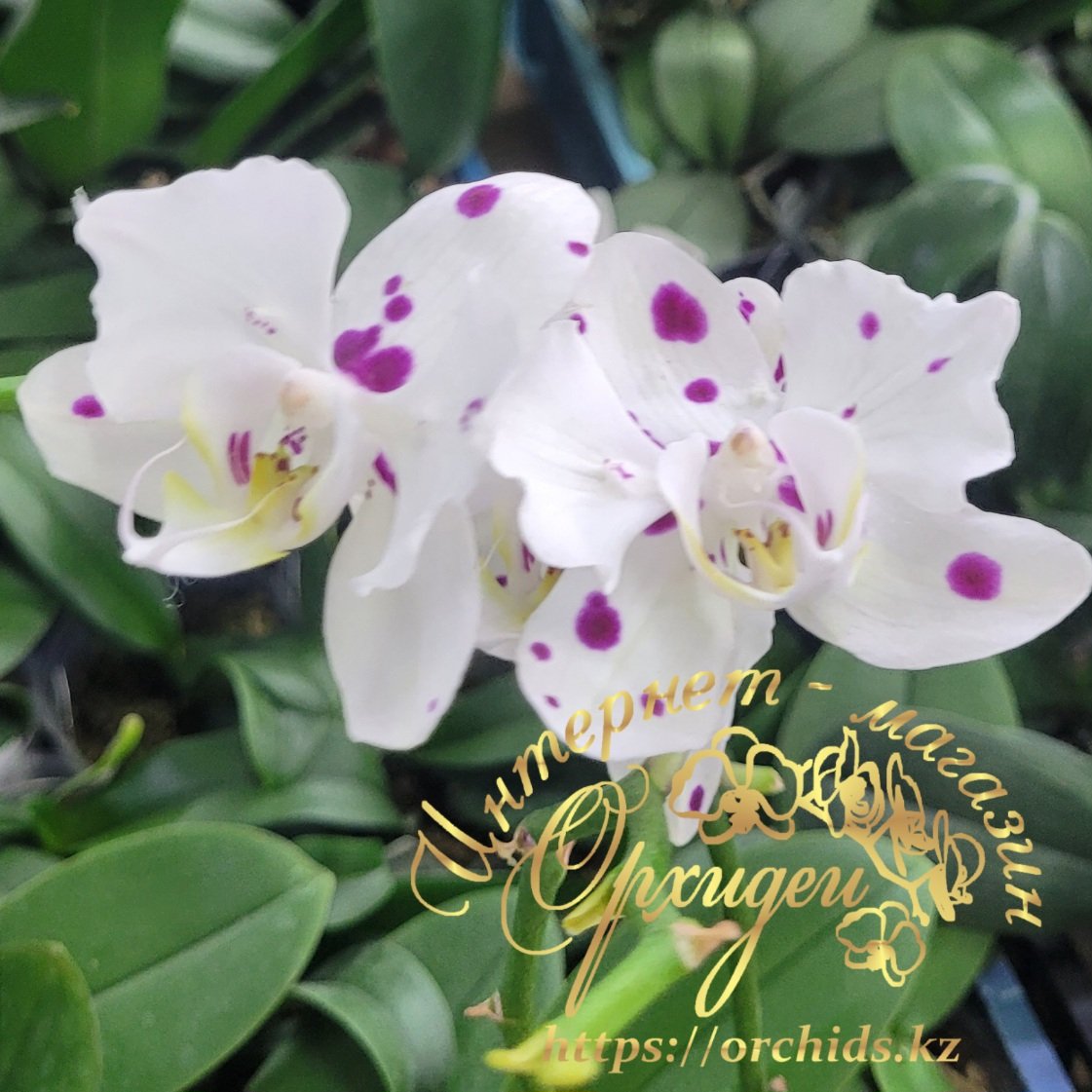 Phal. Marrakesh peloric 5 Phal. Marrakesh peloric — изображение 5