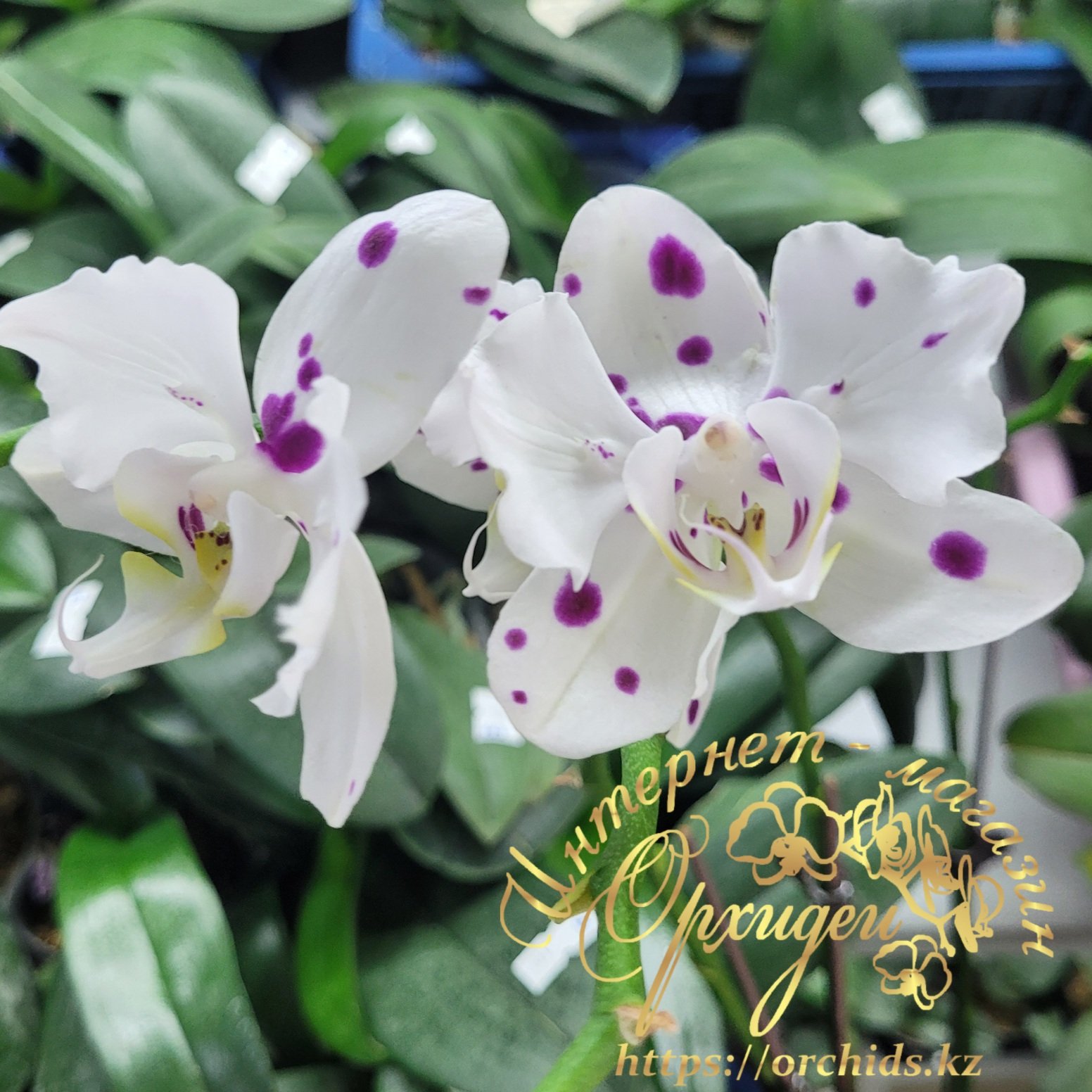 Phal. Marrakesh peloric 4 Phal. Marrakesh peloric — изображение 4