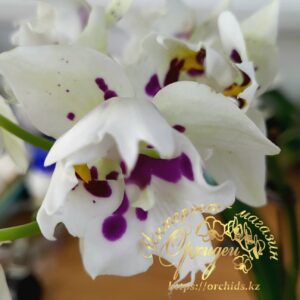 Phal. Untold Stories biglip
