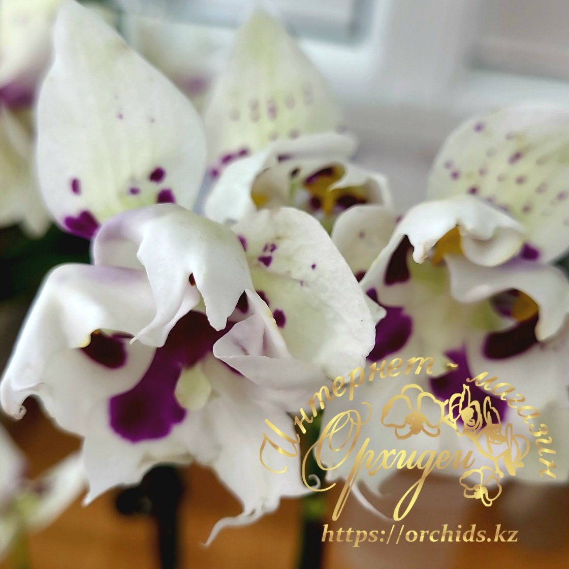 Phal. Untold Stories biglip 2 Phal. Untold Stories biglip — изображение 2