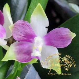 Phal. PF 6157