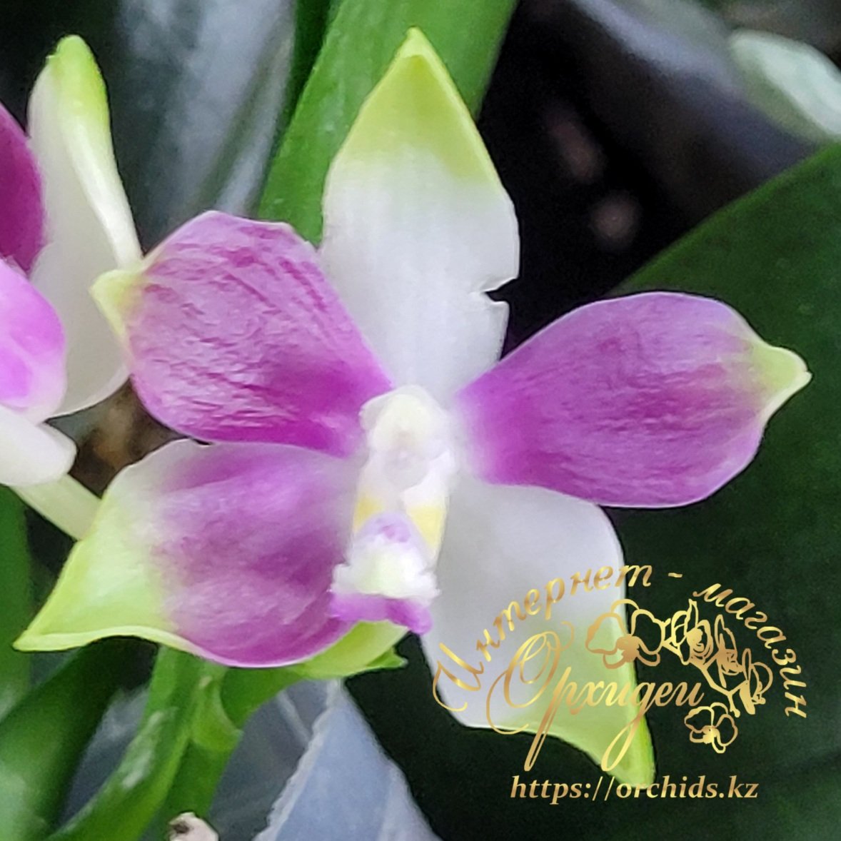 Phal. PF 6157 1 Phal. PF 6157