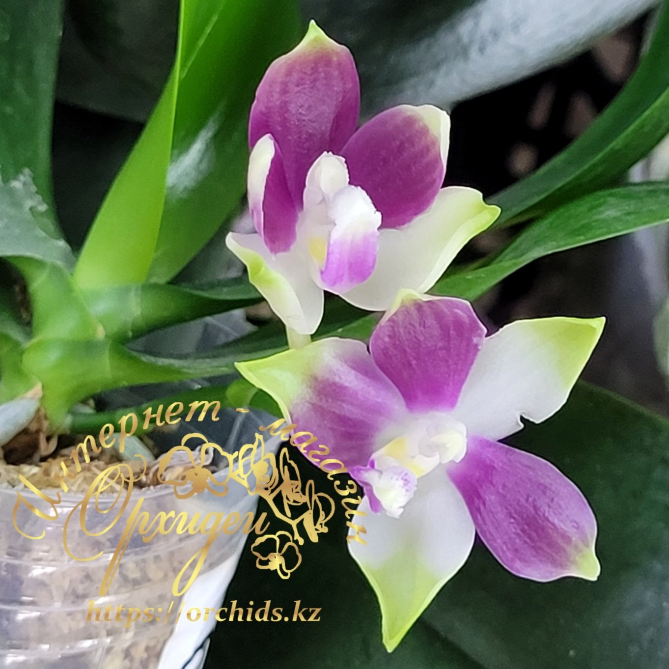 Phal. PF 6157 2 Phal. PF 6157 — изображение 2