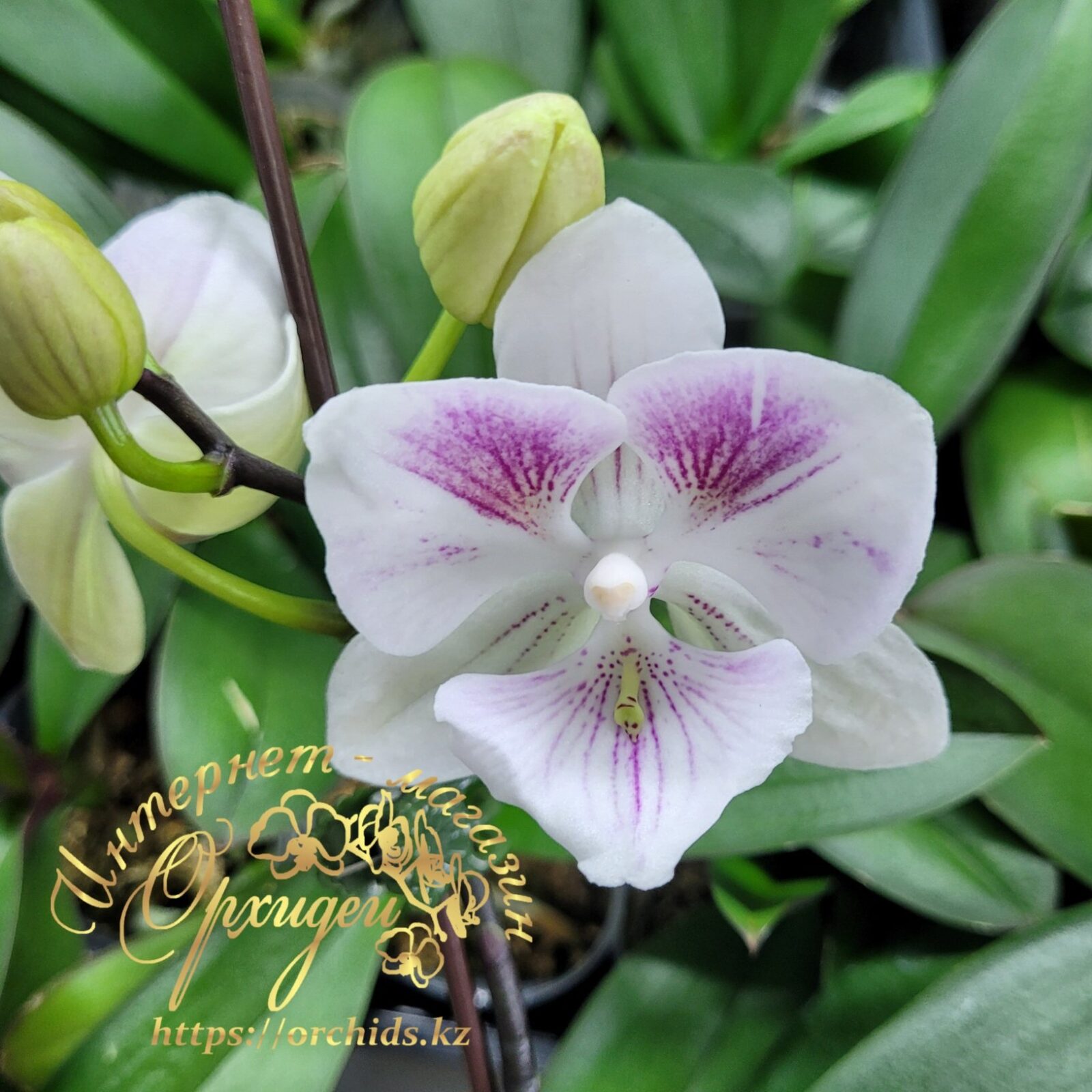 Phal. Charming Pretty Heart 1327 5 Phal. Charming Pretty Heart 1327 — изображение 5