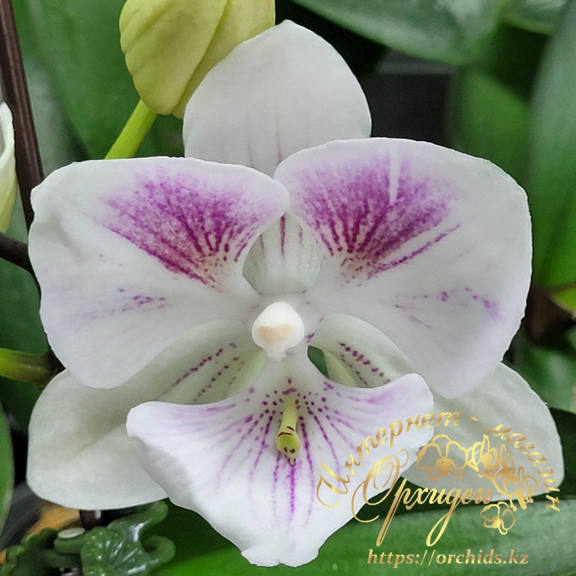 Phal. Charming Pretty Heart 1327 1 Phal. Charming Pretty Heart 1327