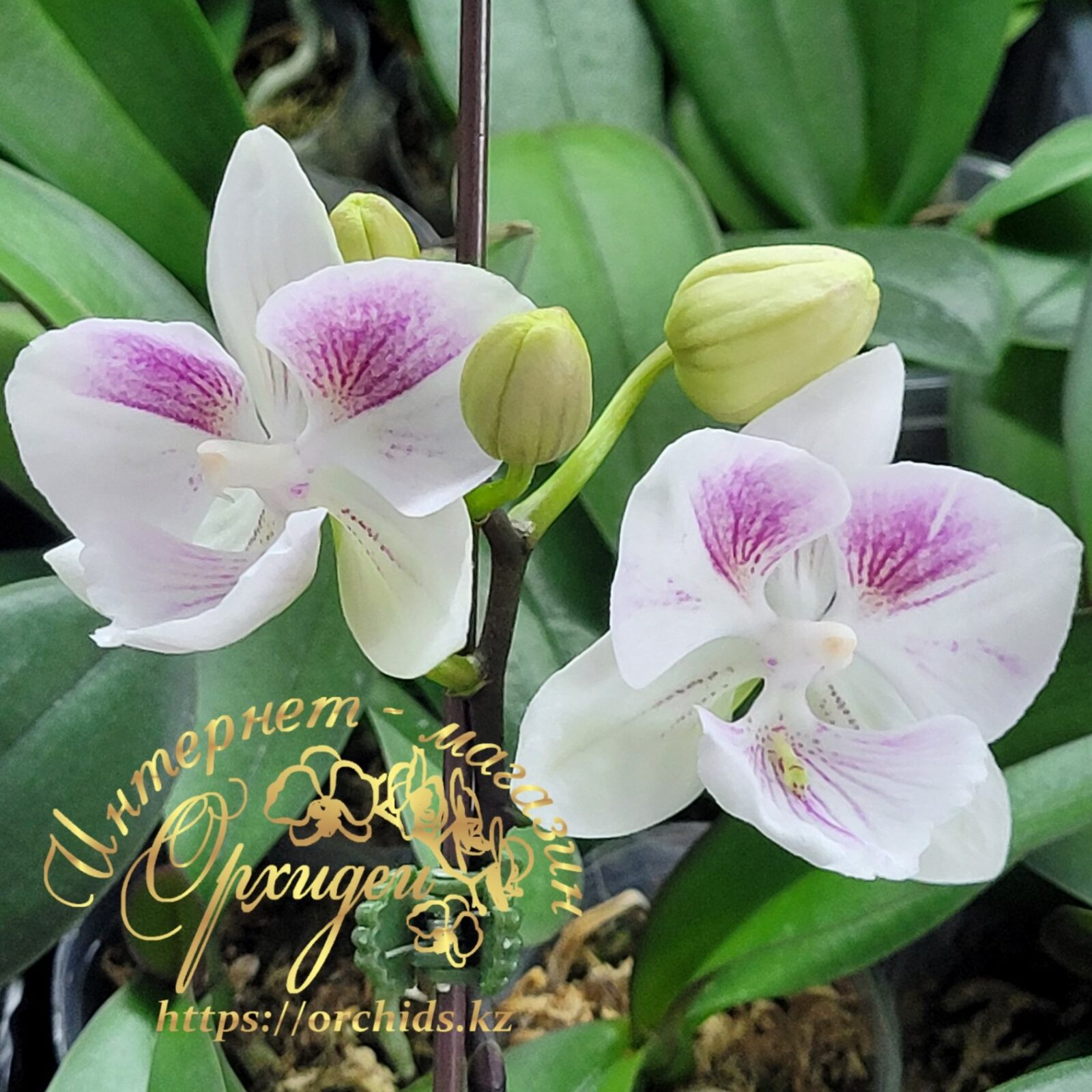 Phal. Charming Pretty Heart 1327 2 Phal. Charming Pretty Heart 1327 — изображение 2