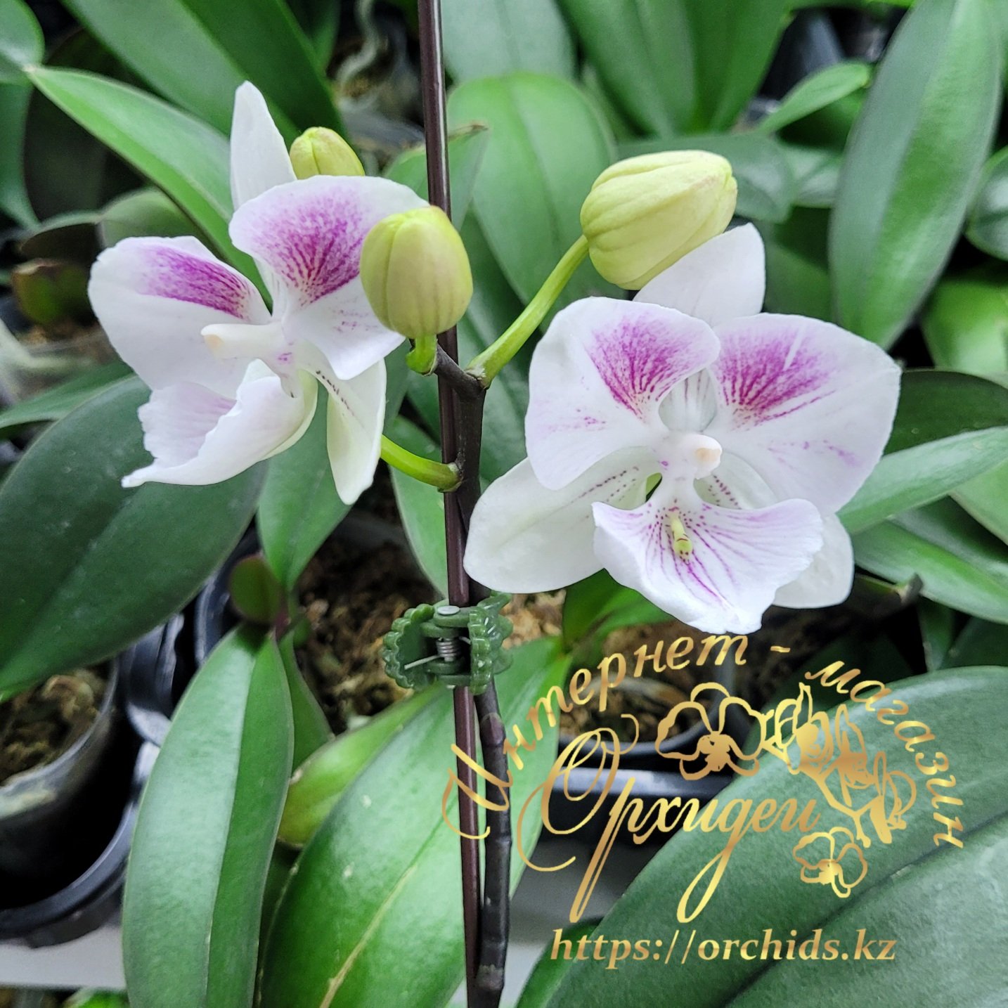 Phal. Charming Pretty Heart 1327 4 Phal. Charming Pretty Heart 1327 — изображение 4