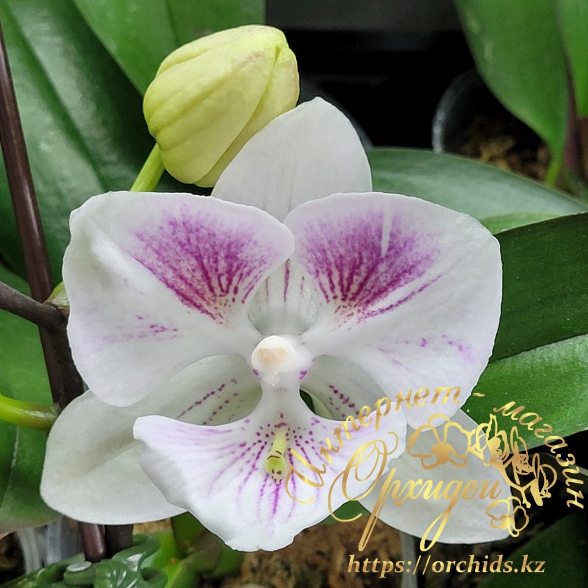 Phal. Charming Pretty Heart 1327 3 Phal. Charming Pretty Heart 1327 — изображение 3