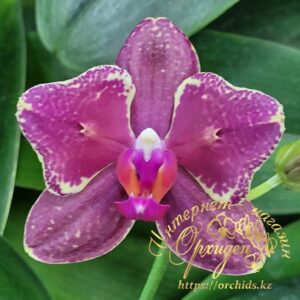 Phal. Miki Red Voodoo Ogoun