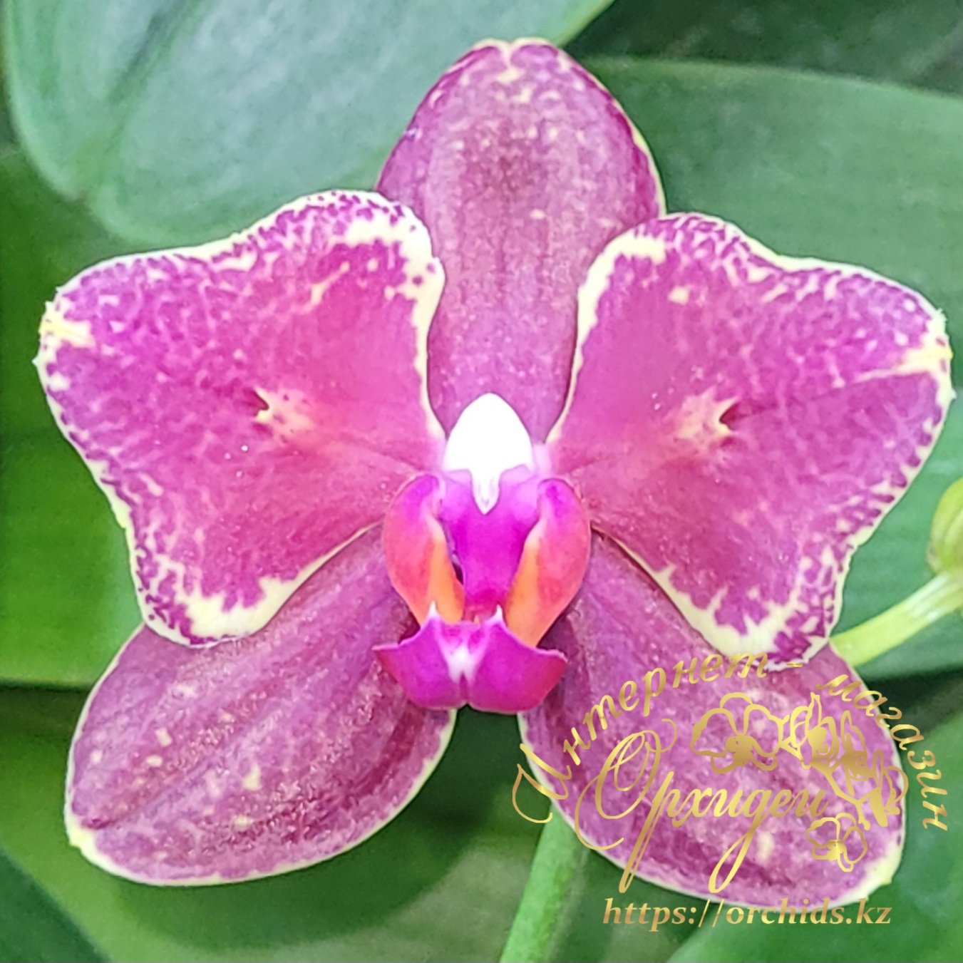 Phal. Miki Red Voodoo Ogoun 2 Phal. Miki Red Voodoo Ogoun — изображение 2