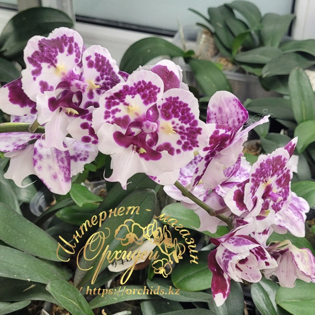Phal. Untold Stories biglip 4 Phal. Untold Stories biglip — изображение 4