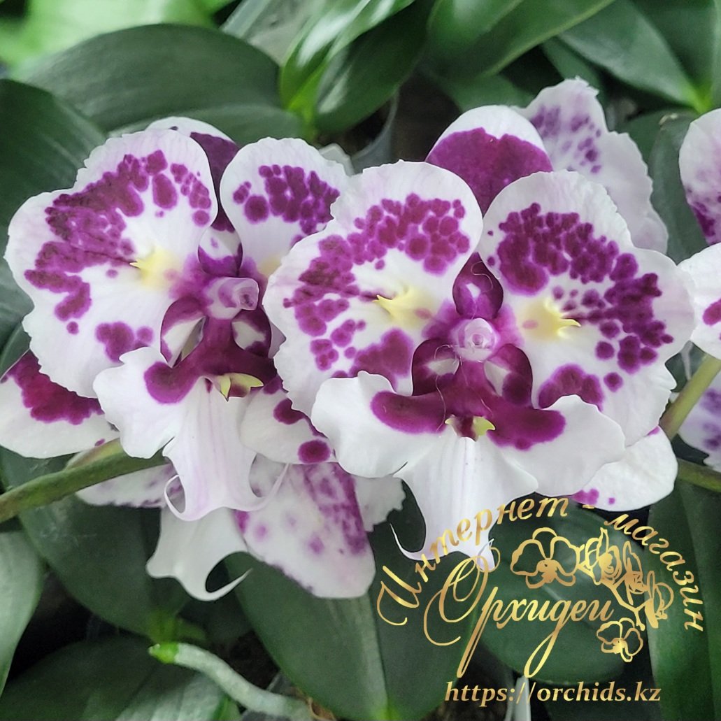 Phal. Untold Stories biglip 2 Phal. Untold Stories biglip — изображение 2