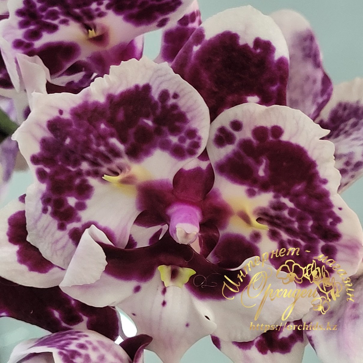 Phal. Untold Stories biglip 3 Phal. Untold Stories biglip — изображение 3