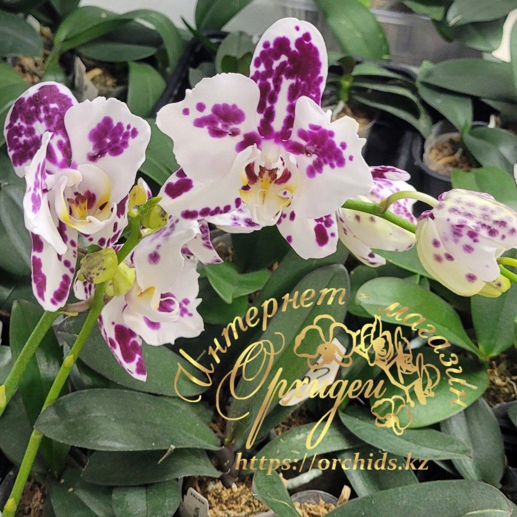 Phal. Marrakesh peloric 3 Phal. Marrakesh peloric — изображение 3