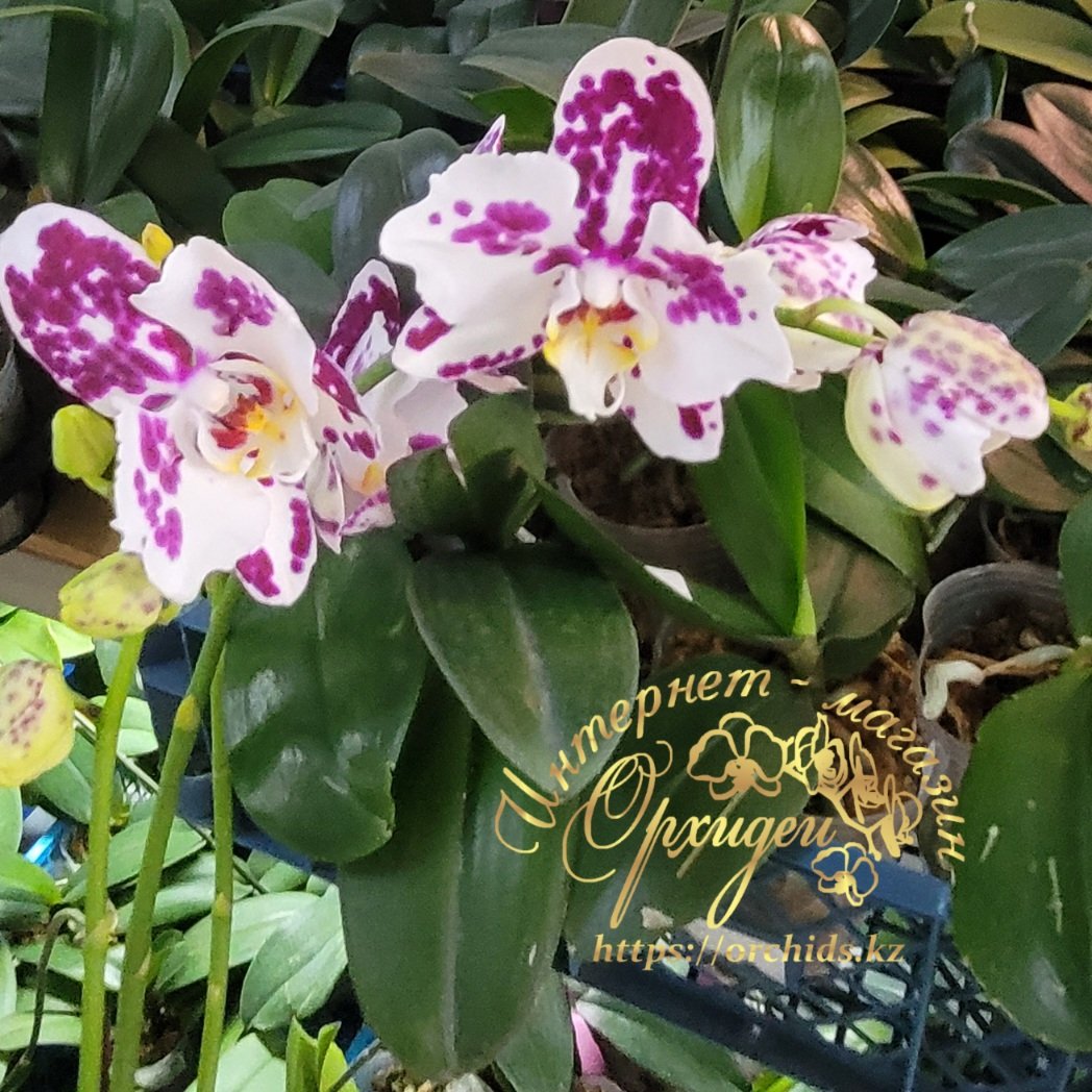 Phal. Marrakesh peloric 4 Phal. Marrakesh peloric — изображение 4