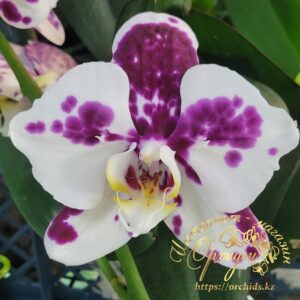 Phal. Marrakesh peloric