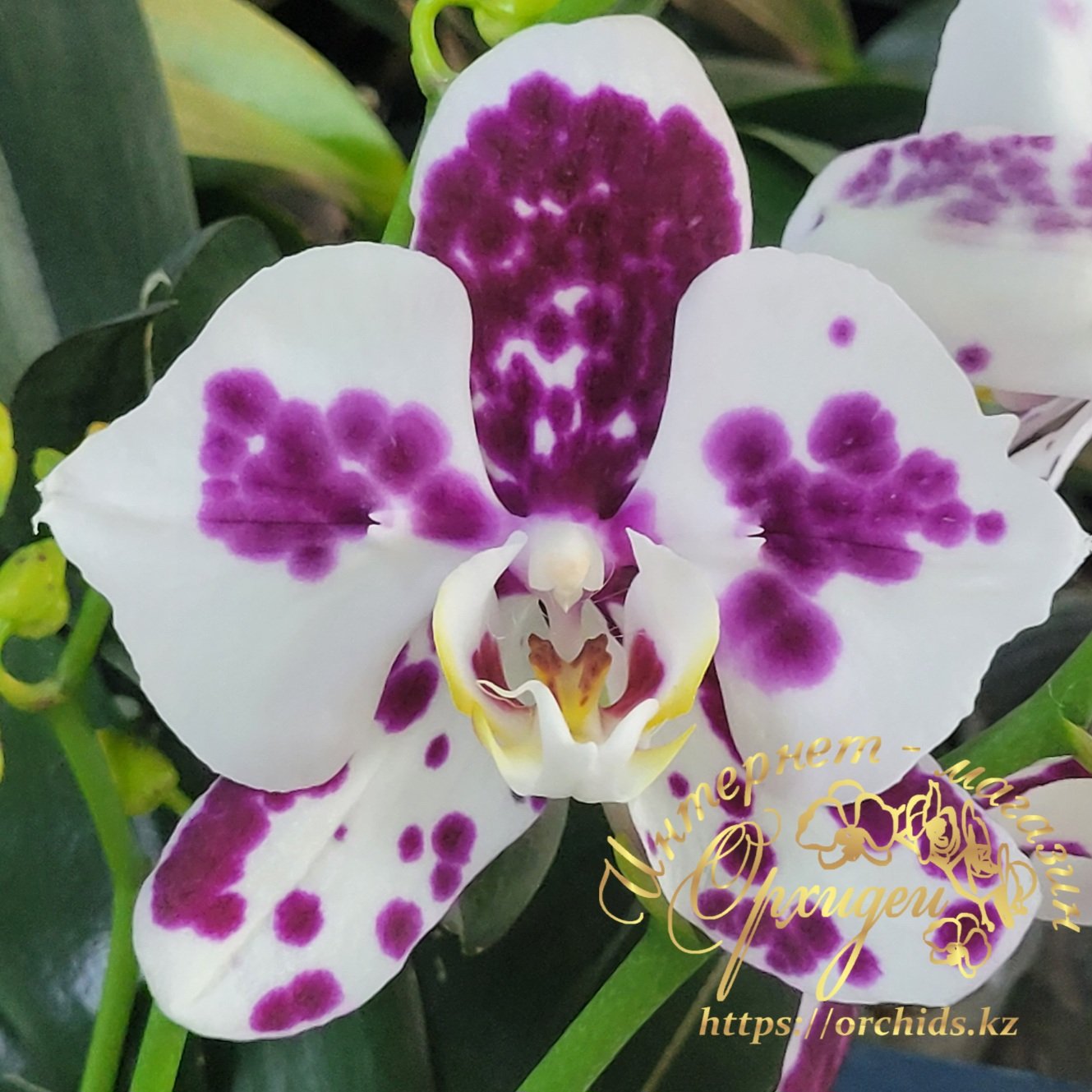 Phal. Marrakesh peloric 2 Phal. Marrakesh peloric — изображение 2