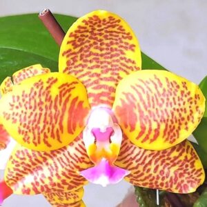 Phal. Profar Golden Cherry