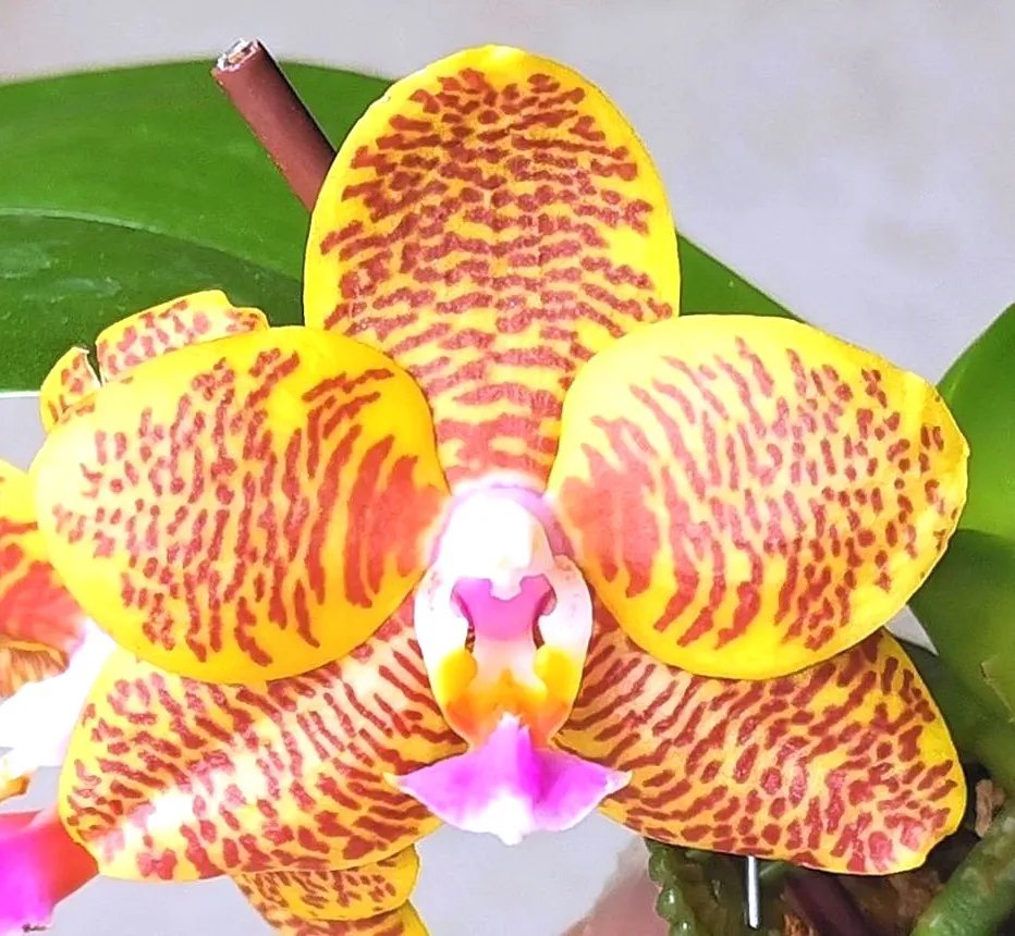 Phal. Profar Golden Cherry 1 Phal. Profar Golden Cherry