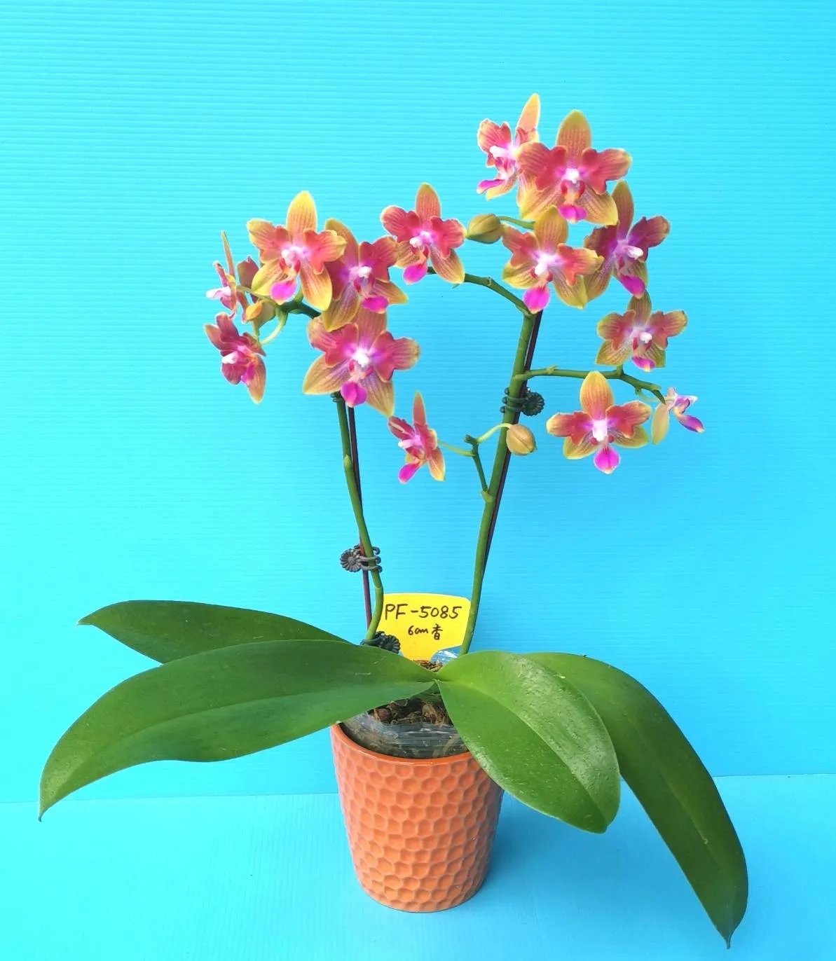 Phal. Profar Peace Love 3 Phal. Profar Peace Love — изображение 3