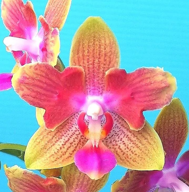 Phal. Profar Peace Love 4 Phal. Profar Peace Love — изображение 4