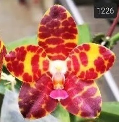 Phal. PF 1226