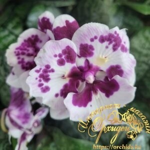 Phal. Untold Stories biglip butterfly