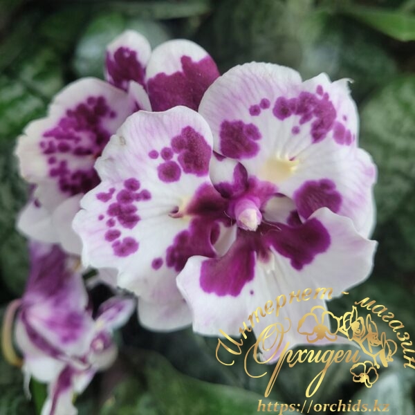 Phal. Untold Stories biglip butterfly