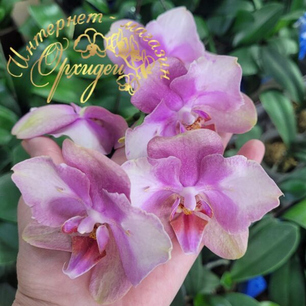 Phal. Baby Dynamite butterfly