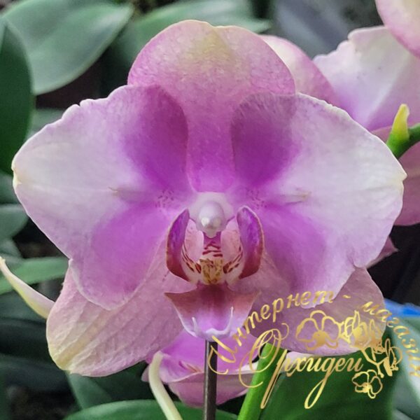 Phal. Baby Dynamite butterfly