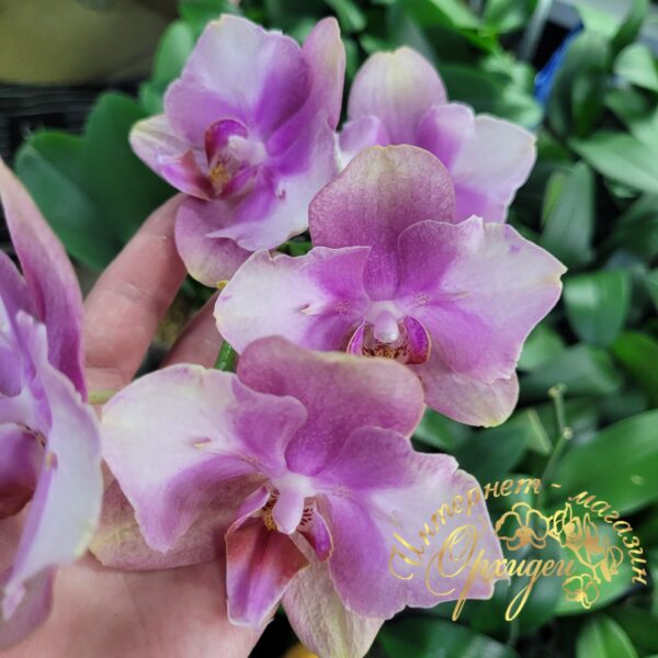 Phal. Baby Dynamite butterfly — изображение 3