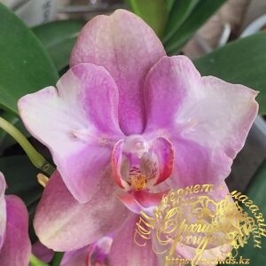Phal. Baby Dynamite butterfly
