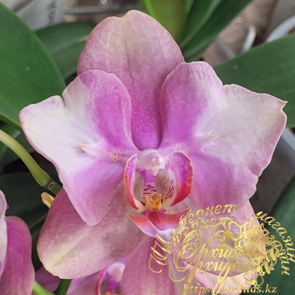 Phal. Baby Dynamite butterfly