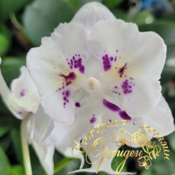 Phal. Untold Stories biglip butterfly