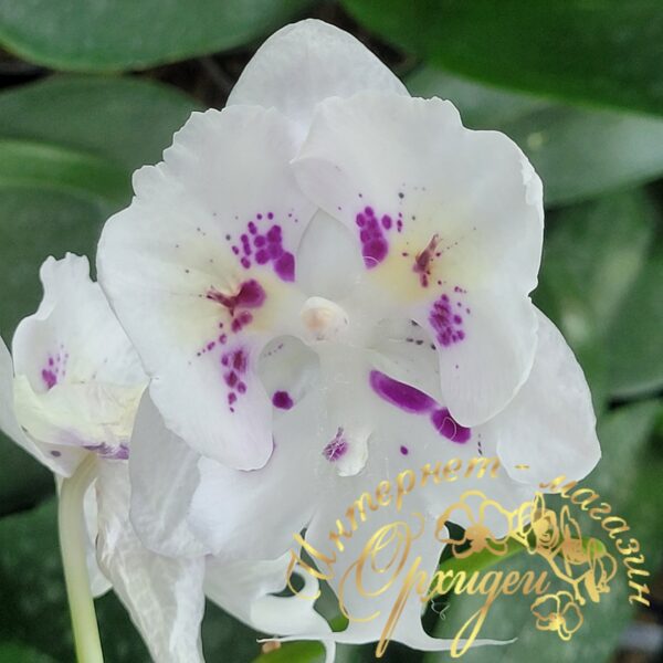 Phal. Untold Stories biglip butterfly