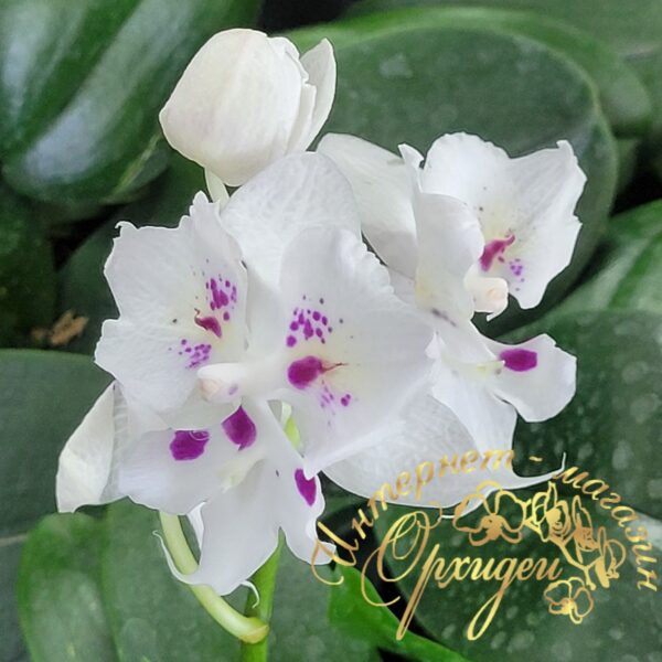 Phal. Untold Stories biglip butterfly — изображение 4