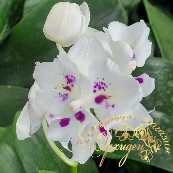 Phal. Untold Stories biglip butterfly