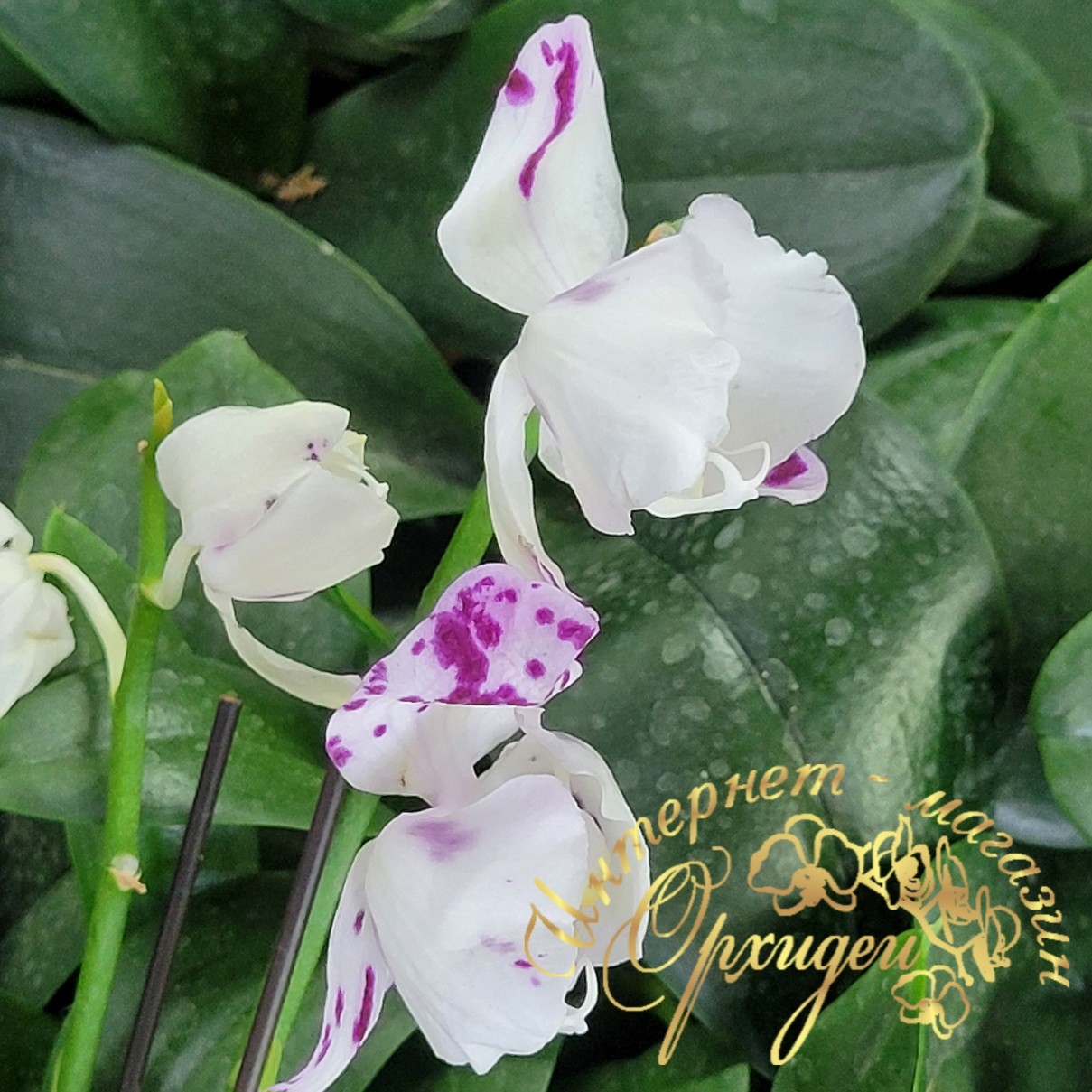 Phal. Marrakesh peloric 7 Phal. Marrakesh peloric