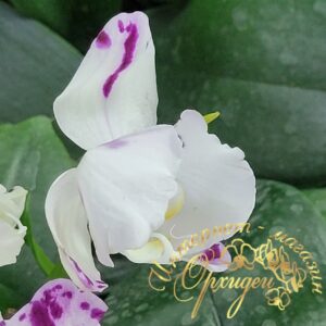 Phal. Marrakesh peloric