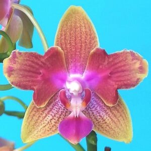 Phal. PF 5085