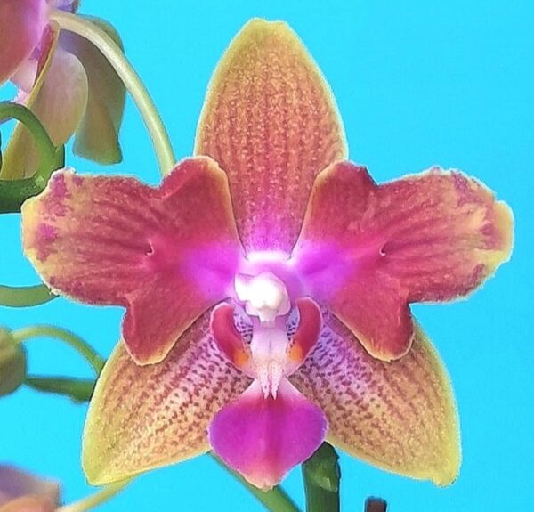 Phal. PF 5085