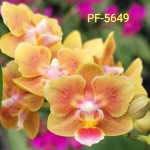 Phal. PF 5649