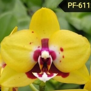 Phal. PF 6112