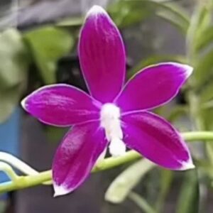 Phal. PF 6153-1