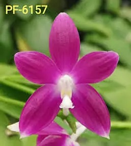 Phal. PF 6157