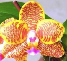 Phal. PF 6197