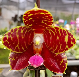 Phal. PF 6728