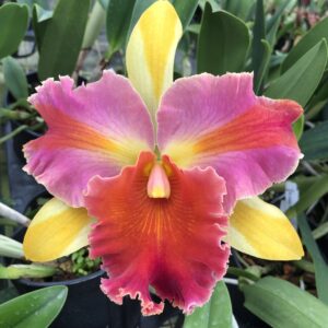 Rlc. Amazing Thailand